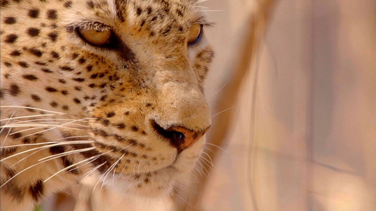 laOtraTM's tweet photo. Uno de los grandes disfrutes cuando llega la sobremesa es no perderse #Docustar
Ahora :
👉 El callejón de los tiburones
👉 El leopardo hambriento
👉 De Tel Aviv al desierto del Néguev
👉 Desde al aire: Nueva York https://t.co/77U5wnv4WJ