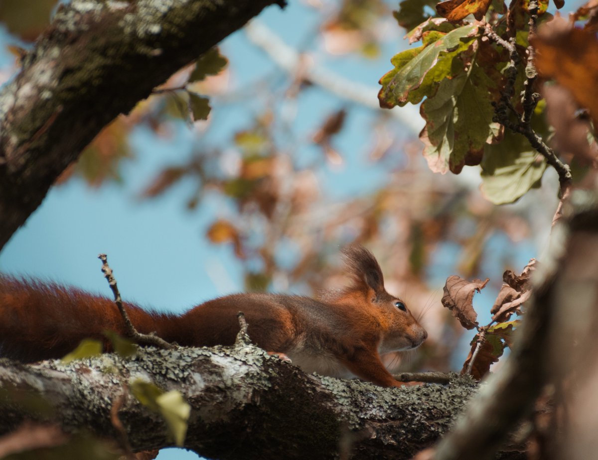 Is there a stronger shout for the most autumnal animal than the red squirrel?