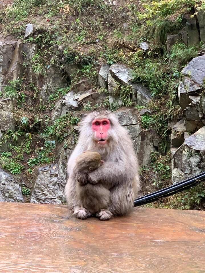 maycatherine08's tweet photo. And the last stop in Nagano was the Snow Monkey Park which was a 20minute hike!!! And I wore boots with heels!! 😩😩😩 One of the main regrets of my life haha 

But still enjoyed watching the monkeys use the onsen and fight during their feeding time. https://t.co/pckQHp5yqA