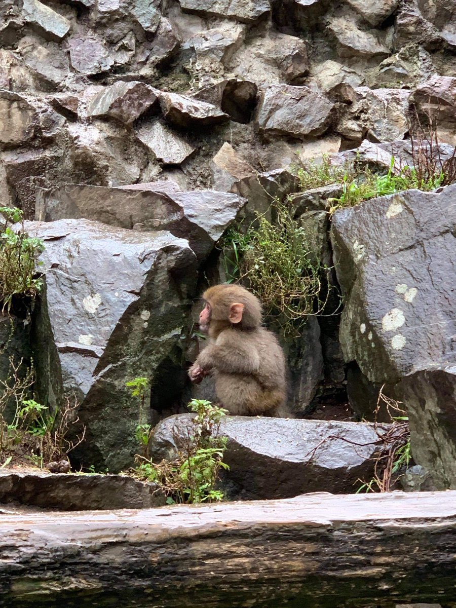 maycatherine08's tweet photo. And the last stop in Nagano was the Snow Monkey Park which was a 20minute hike!!! And I wore boots with heels!! 😩😩😩 One of the main regrets of my life haha 

But still enjoyed watching the monkeys use the onsen and fight during their feeding time. https://t.co/pckQHp5yqA