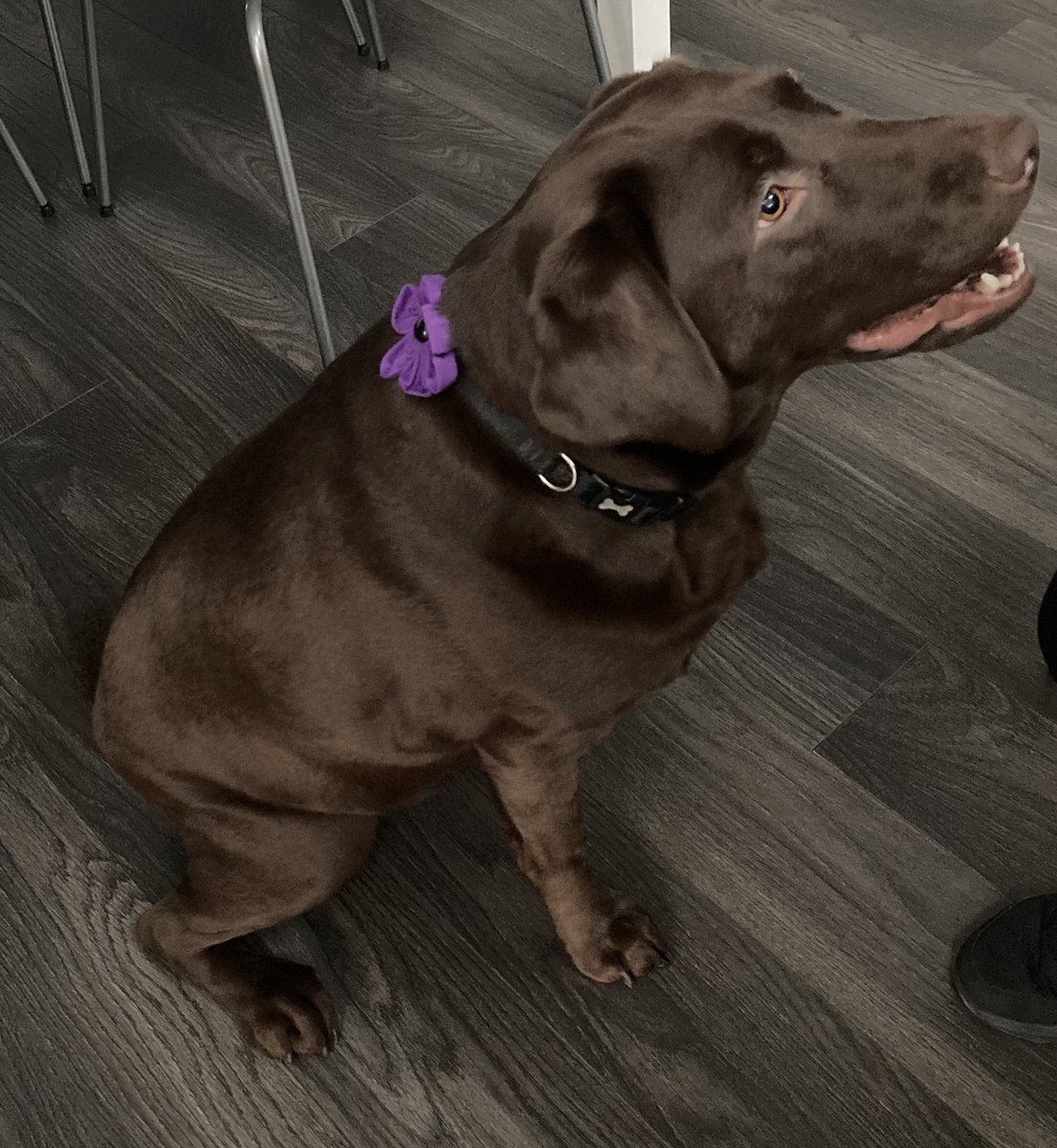 stephcarr1981's tweet photo. Bailey wearing her poppy with pride.
Lest we forget https://t.co/nvOTc5IWqJ