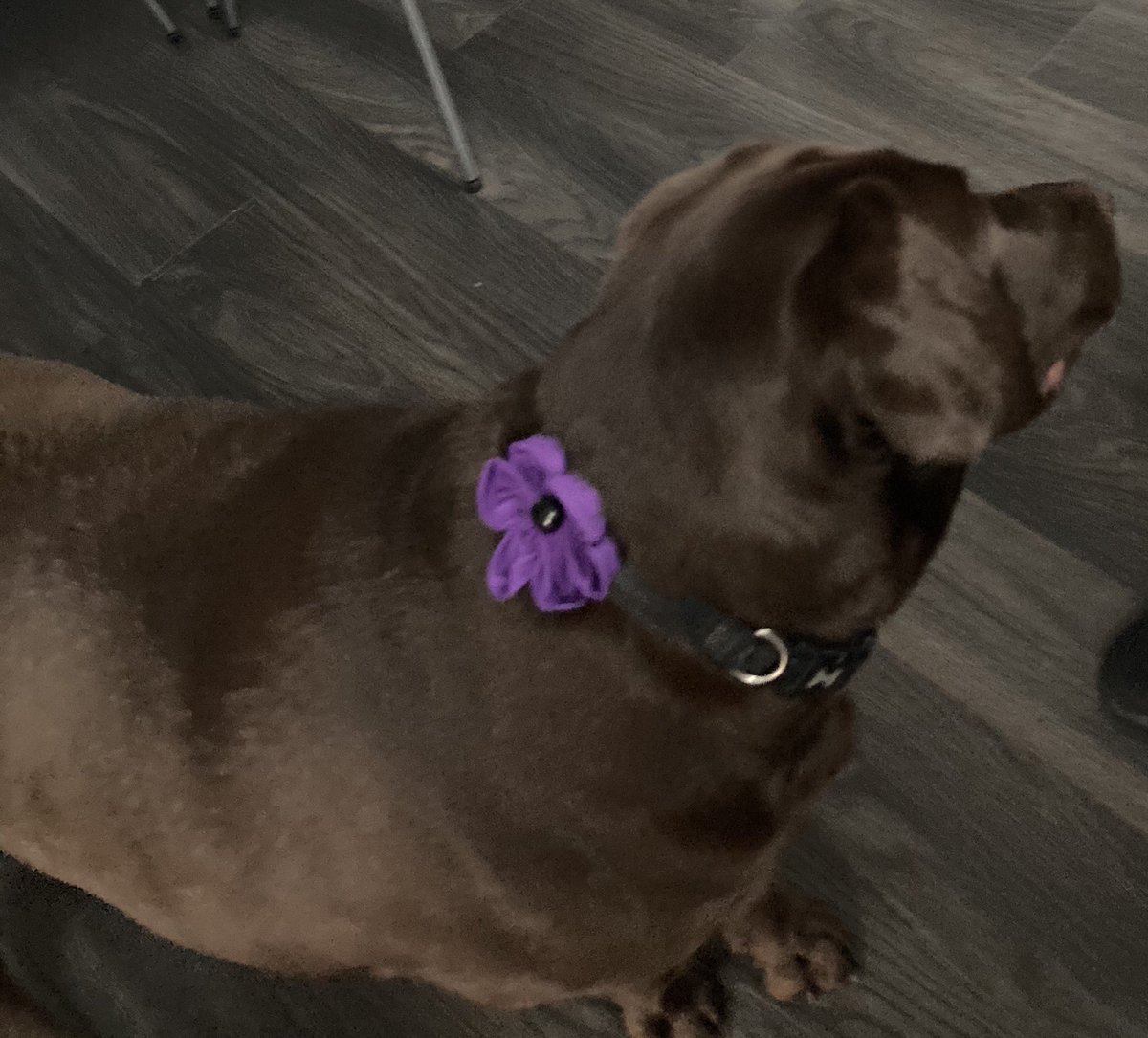 stephcarr1981's tweet photo. Bailey wearing her poppy with pride.
Lest we forget https://t.co/nvOTc5IWqJ