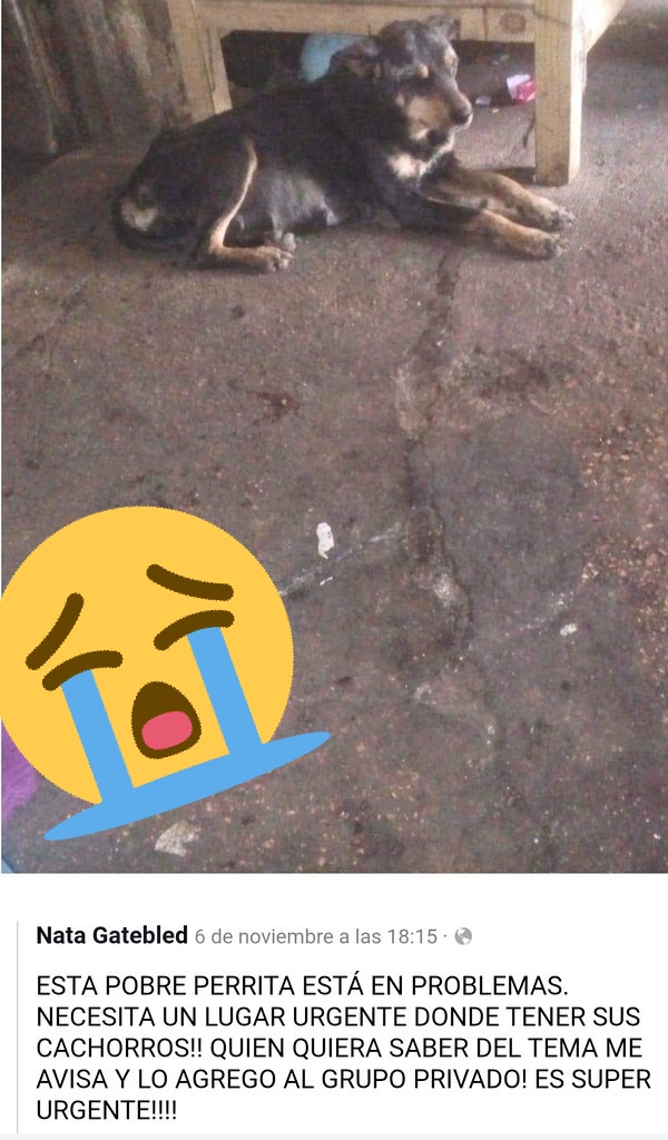 Vds3333's tweet photo. Está embarazada es un barrio complicado, los bastardos lacras escorias inhumanos etc dónde está en cuanto nazcan los bebés se lo van a tirar necesita un transitorio urgente se colabora con alimento es para que tenga a sus bebés tranquila y después buscamos hogares ! 095 619 844 https://t.co/Ci1G3o1dc3