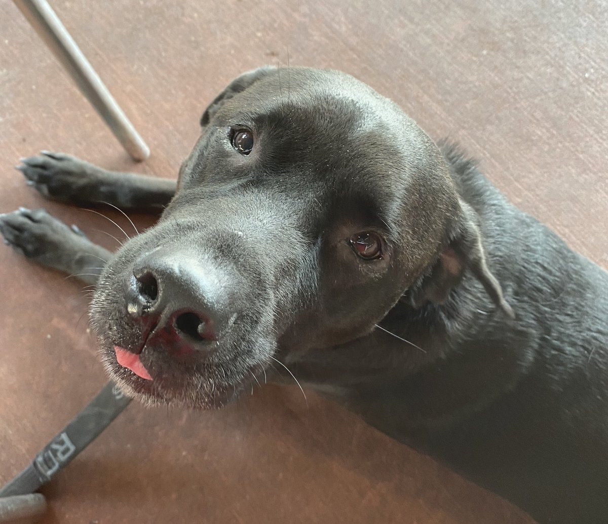 JayneCannon's tweet photo. @people My rescue, Caruso Taft, is so excited to see dogs back in the White House. Heโs named after President Taftโs dog. #presidentialdogs https://t.co/G6PYqHx7SH