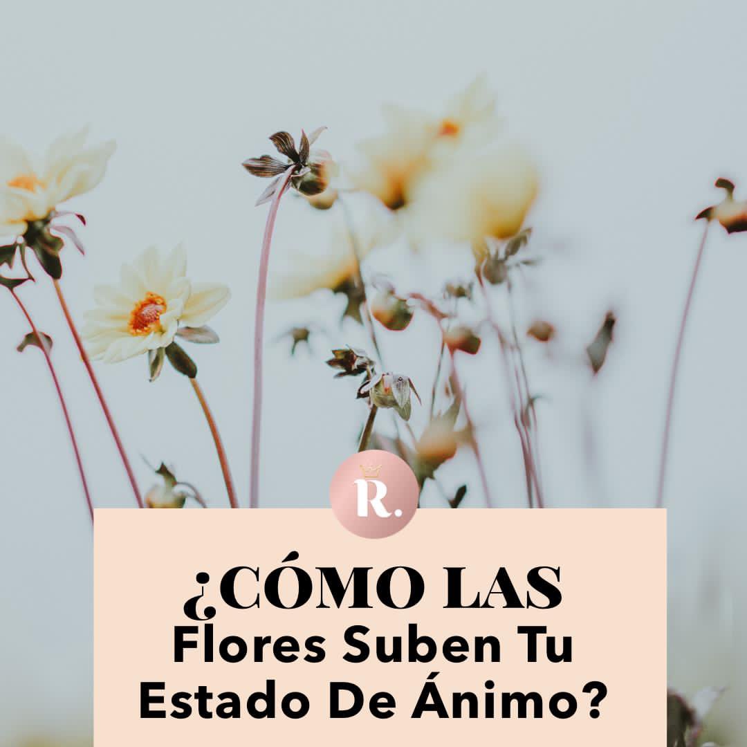 elmundodeRegina's tweet photo. Feliz Domingo para todos!
Como nos sentimos mejor rodeados de flores.
¿ A que se debe esto?
@arquitecfloral nos muestra las tendencias para el invierno y nos dice como subir nuestro ánimo y decorar el espacio con hermosas flores. 
@mazadavid 

https://t.co/7S0dIUuZFv https://t.co/hnv6xqQ6mR