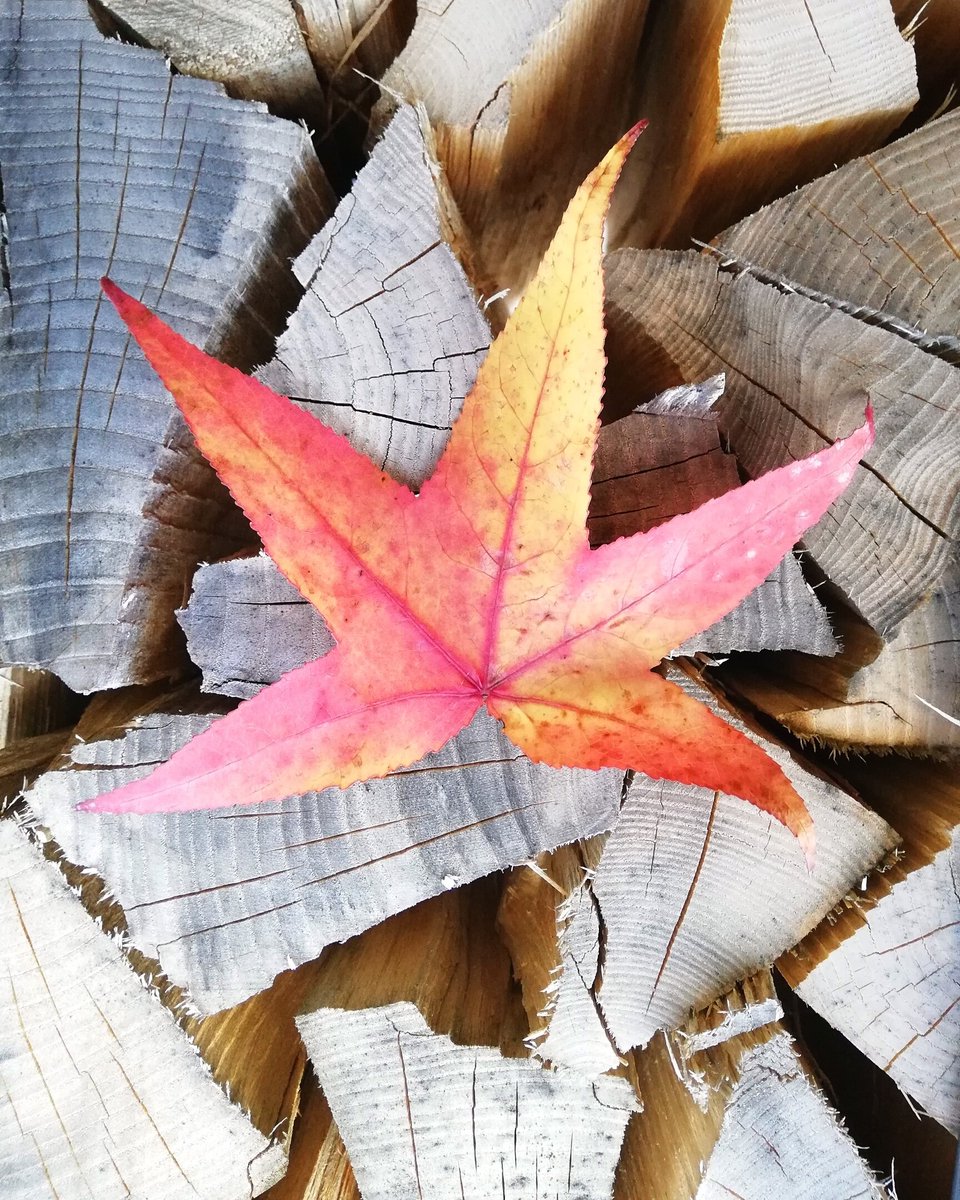 Beautiful world ❤️ 

#beautifulday #beautifulworld #imagine #lovenature #powerful #autumnmood #autumnvibes #colorful #garden #inspiration  #sundayevening #weekend #weekendmood  #naturephotography #littlewonder #beautiful