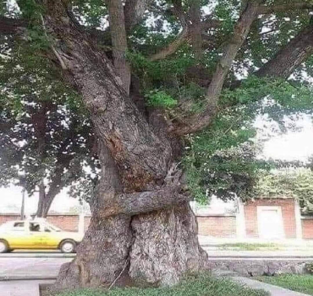 petitoursbruunn's tweet image. Ils sont ensemble depuis 270 ans