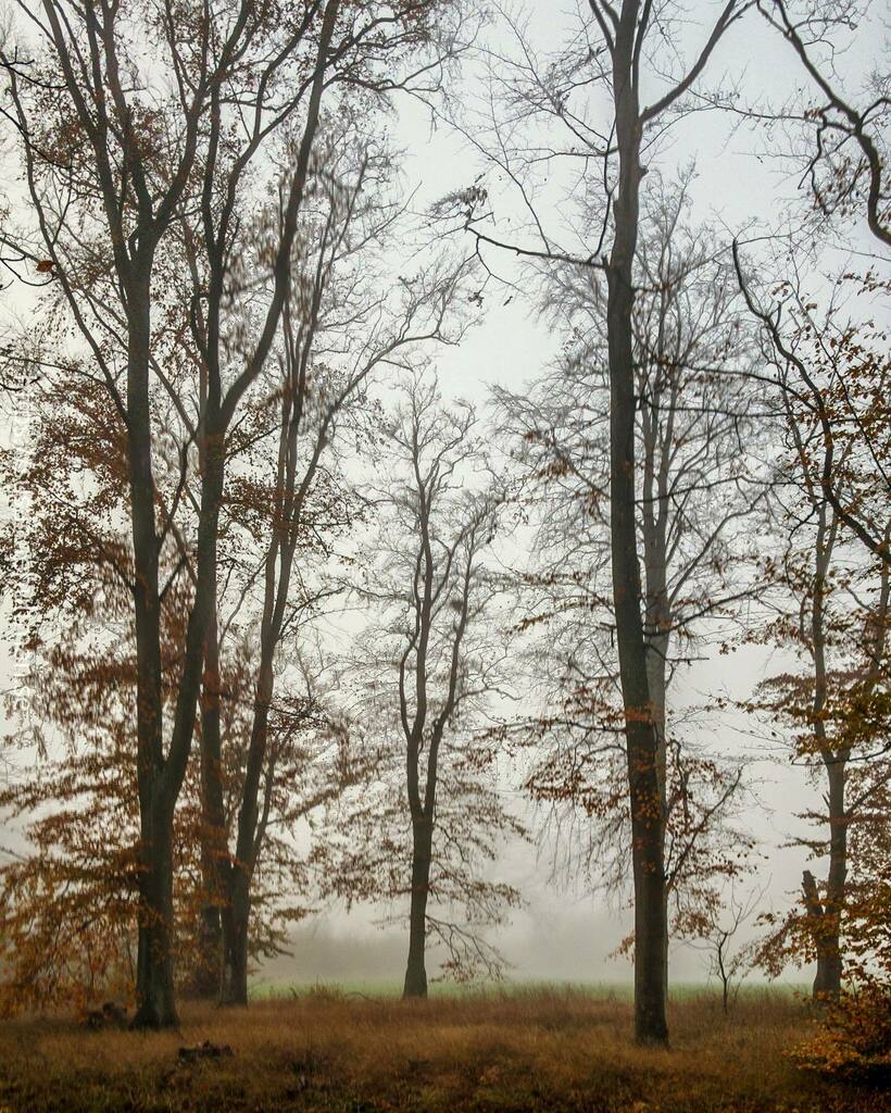 ompio's tweet photo. I Ellinge var inte trädens färger speciellt starka i förmiddags. Dimman låg tät vid järnvägen i bakgrunden. Jag hörde tågen passera men såg dem inte. 
#promenad
#höst
#ellinge
#träd 
#dimma https://t.co/m2BXoVMhrv https://t.co/ciyWXgU9Ss