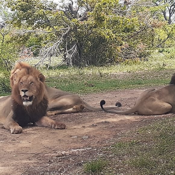 EfolichiTravel's tweet photo. Ever seen these gentlemen😁 #letustakeyoutokrugernationalpark https://t.co/pTnhdNtzoJ