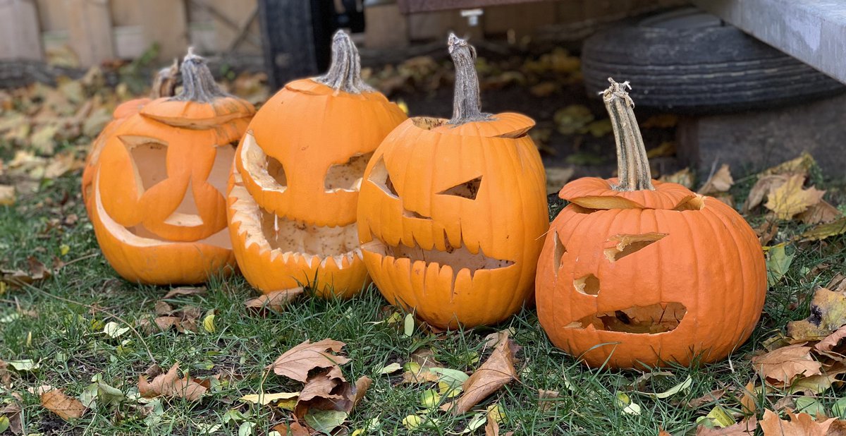 Sloboda_Lab's tweet photo. Cleaning up the 🍁 &amp; saying goodbye to these guys- they dont need to physically distance but we still do! ↔️😷 #FlattenTheCurve #essentialchallenge @luseadra @JaniceBailey6 @KimminsSarah https://t.co/520hZ9Guhv