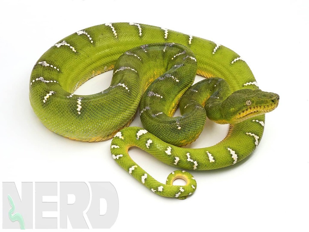 NERDReptiles's tweet photo. Do you love Emerald Tree Boas?
Follow @newenglandreptile for more!!!
.
.
.
.
.
.
#emeraldtreeboa #treeboa #emerald #northernemeralds #emeralds #green #boa #boasofinstagram #snake #snakesofinstagram #snakes #corallus #naturalbeauty #beauty #wildlife #pet … https://t.co/E2d9sgic6S https://t.co/OIqct6gTN7