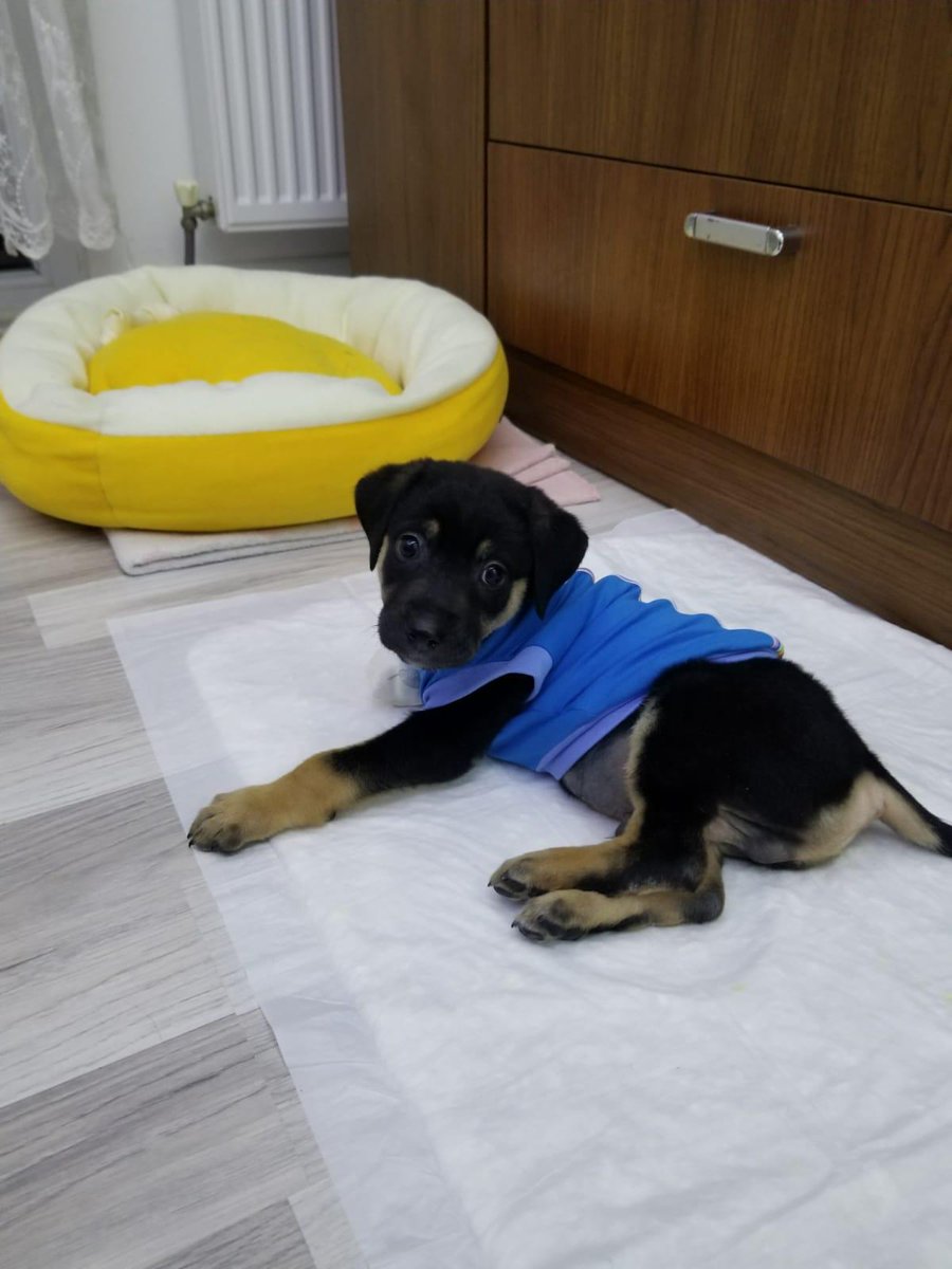 motherofidiots's tweet photo. Üzüm hayata yenik başlamış bir çocuk. Patisi daha minnacıkken ezildi ve koptu. Şu an 3 aylık ve klinikte. Sokakta büyüme şansı olmayacak. Onu engeliyle sevecek, ömür boyu koruyacak ailesini arıyoruz. İstanbul ve Tekirdağ içinde sözleşme ile yuvalanacak. https://t.co/tCvMlWByhe