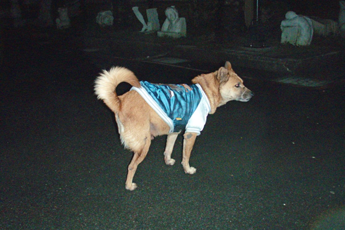 Angangyeh つっぱり 不良少年 つっぱり ヤンキー Streetboy 棒球外套 ブルゾン Baseballjacket パーカー Straydog Yellowdog 狗 犬 いぬ 개 Dog Hund 米克斯 Mix 写真集 寫真 写真 사진 사진집 Photo 撮影 사진술 Photography