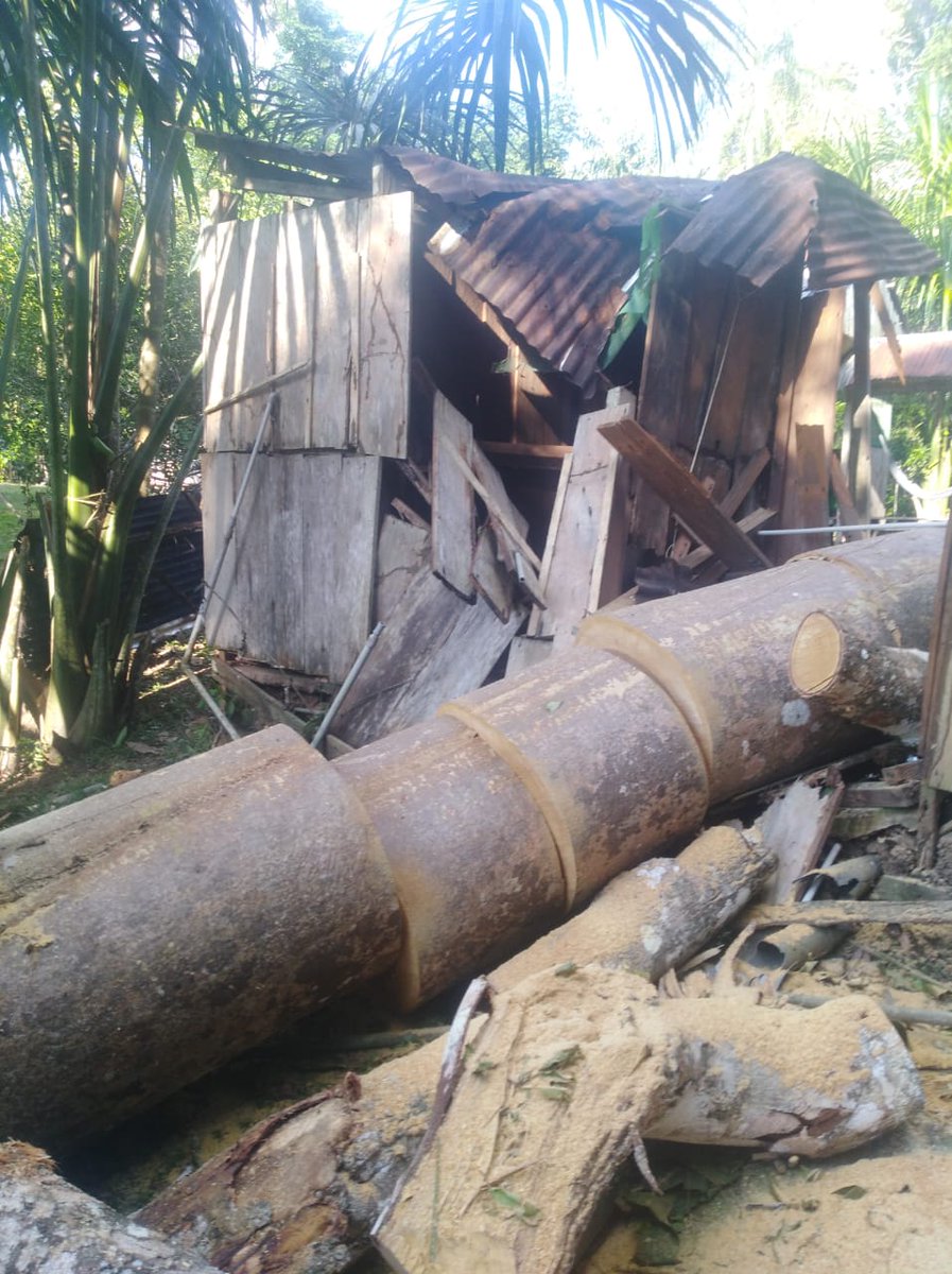 ProjectAmazonas's tweet photo. A violent windstorm in the Peruvian Amazon downed hundreds or thousands of trees on 3 November, including ones that smashed our kitchen and one set of bathrooms at the Santa Cruz Forest Reserve. Time to rebuild! Happily no-one was injured, but SOOO ready for 2020 to be over! https://t.co/okyvg9fXKJ