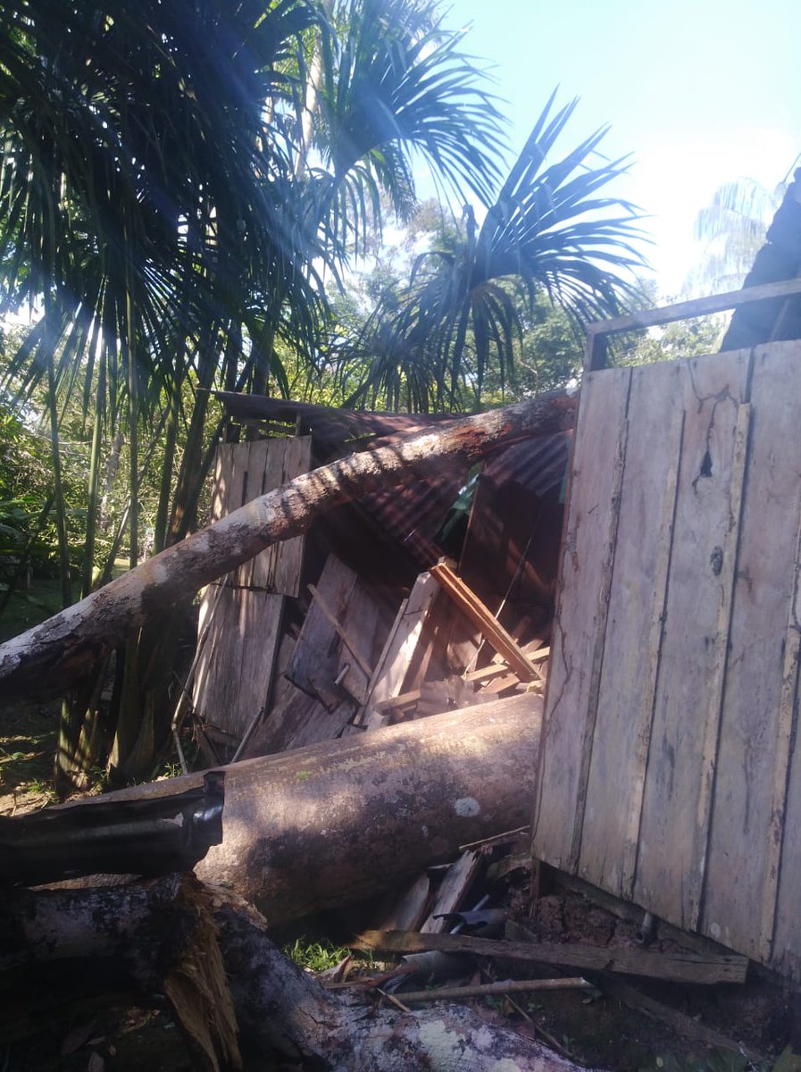 ProjectAmazonas's tweet photo. A violent windstorm in the Peruvian Amazon downed hundreds or thousands of trees on 3 November, including ones that smashed our kitchen and one set of bathrooms at the Santa Cruz Forest Reserve. Time to rebuild! Happily no-one was injured, but SOOO ready for 2020 to be over! https://t.co/okyvg9fXKJ