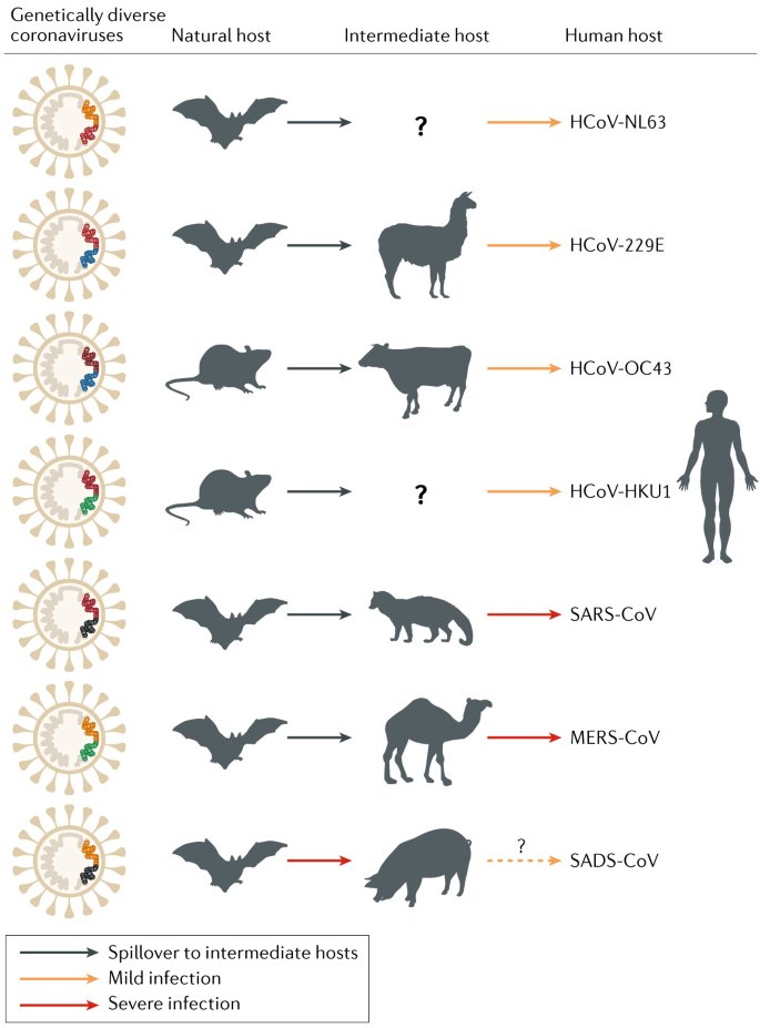 This kind of work is a huge pain, ESPECIALLY because coronaviruses seem to like using "bridge hosts" - a stepping stone between bats and humans, like civets for SARS-CoV or camels for MERS-CoV. That decouples "early outbreak" from "where it came from" https://www.nature.com/articles/s41579-018-0118-9