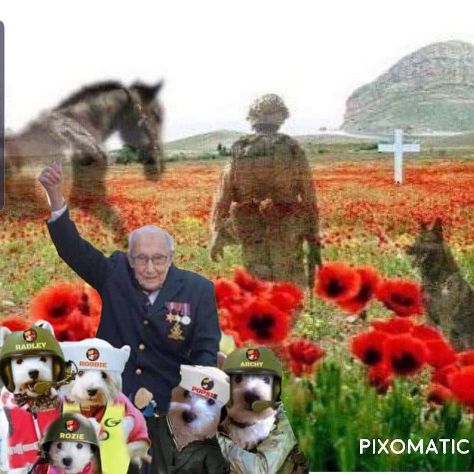 #ZSHQ @RooRadley #zsst #Ruffriderz #RosieTV sorry its late but Mum fort Er posted it silly Woman We are Remembering all the fallen Soldiers and peoples not forgetting all Da Animals that gave their lives for uz too live today also all our ZS Buddies who are no longer wiv uz ❤❤