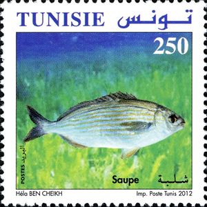 4) Tunisia is also one of the only 3 countries in the world that still eats Sarpa Salpa, a hallucinogenic Fish.If not cooked properly, this fish can give you horrible nightmares, hallucinations and panic attacks!Yes, sometimes our love for fish can be a little over the top!