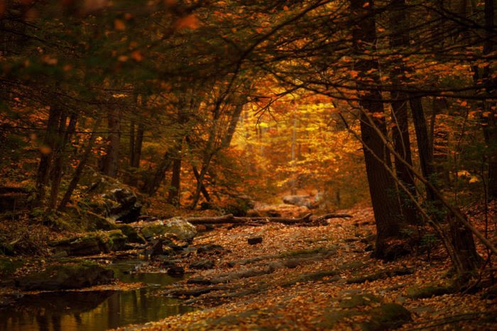 LoreleiEllen's tweet photo. Walking with a friend
Makes life less scary.

🍂👣👣🍁

#NatureHeals
#FriendsHelp https://t.co/P5VEZh6iuo