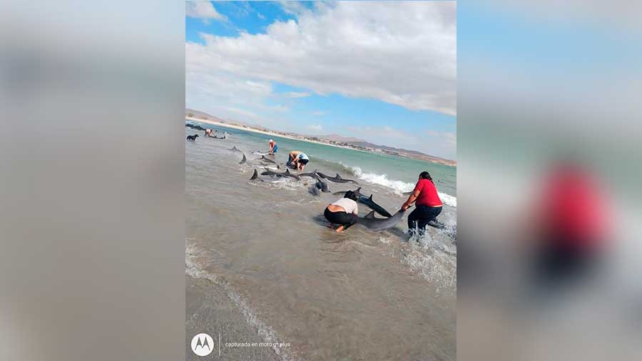 ProyectoPuente's tweet photo. Rescatan a decenas de delfines que quedaron varados en Puerto Lobos - https://t.co/qLV2P3Mj0H https://t.co/R4ukjcJcXJ