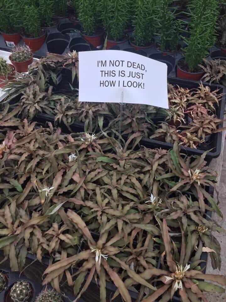 I am this plant, this plant is me