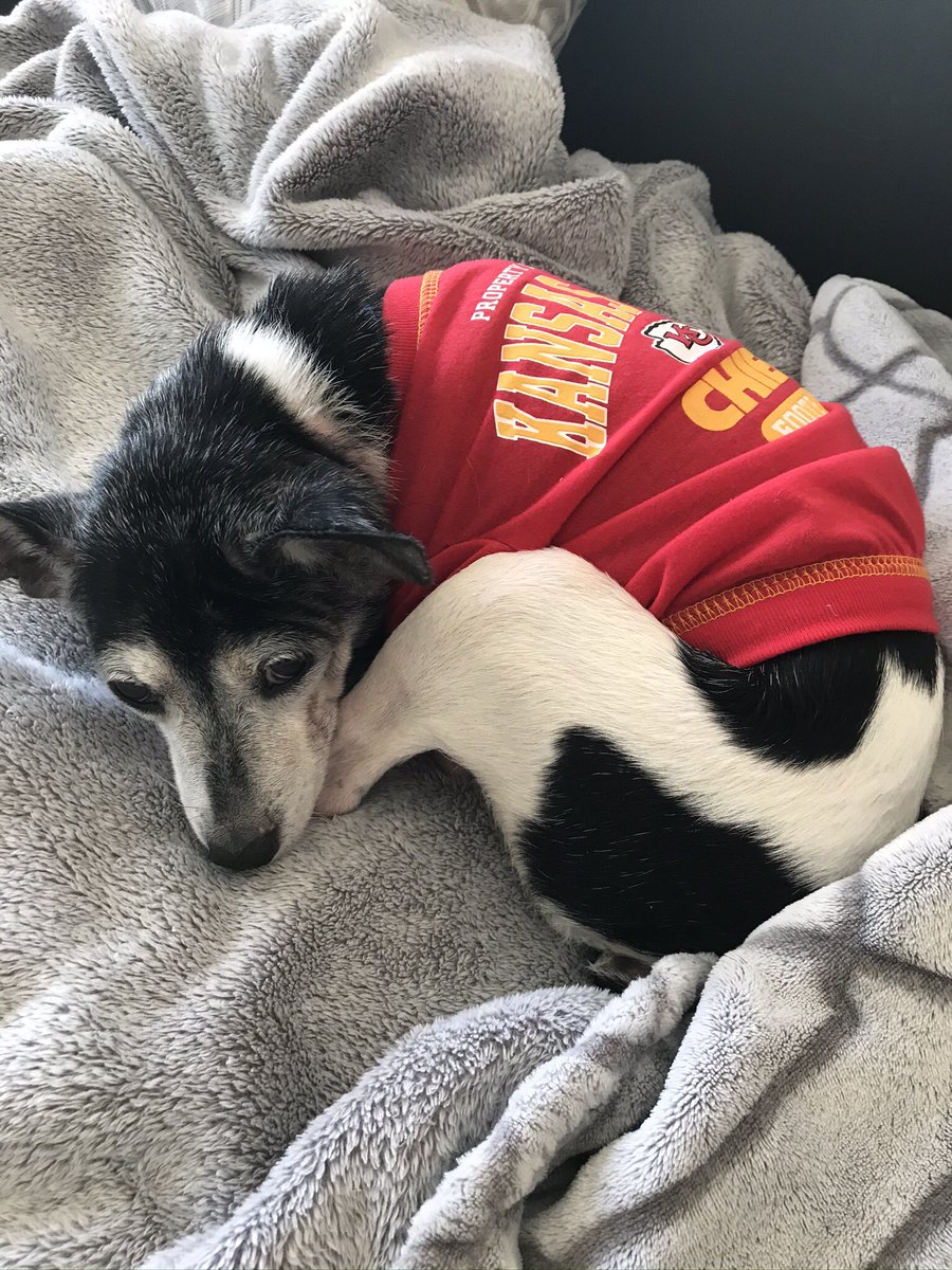 ThirstyJane's tweet photo. What time is it?  Sunday #Chiefs with a navy strength gin in my bloody and my rescue dog showing spirit. Best of all worlds.  Love my local gin @freelandspirits https://t.co/duOcziV63A