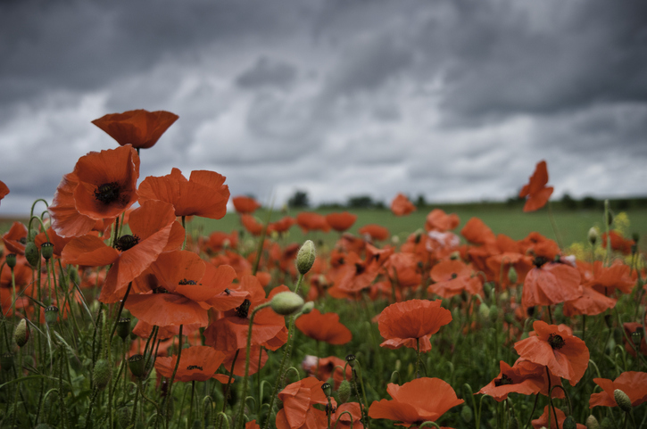 BallyclareInt's tweet photo. Thank you to all the brave men and women who have sacrificed their lives for our freedom. Lest We Forget.

#rememberancesunday https://t.co/LFVyMtHKt7