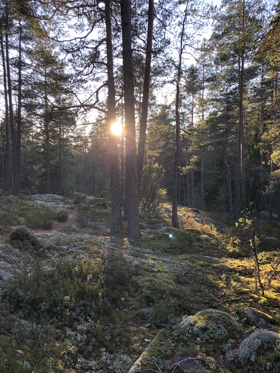 OutiHelenius's tweet photo. Huikea viikonloppu; lauantaina painonnoston alkeita ja tänään 2,5 h metsässä juoksemassa Nuuksiossa 🤩 Löytyi jälleen upeita uusia reittejä vaikka välillä mentiin myös suon läpi ja köyden kanssa alas 😅#weighlifting #learningtolift #running #dowhatmakesyouhappy #parastajustnyt https://t.co/kiPc62Ob0C