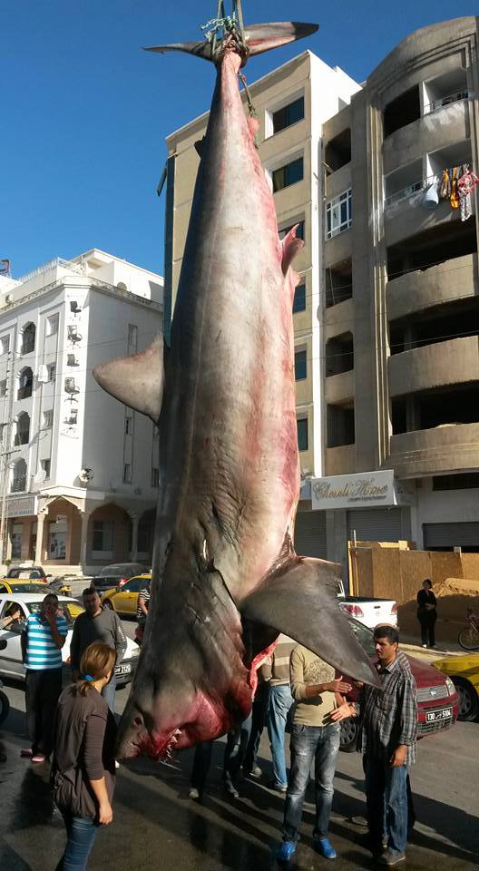 6) We have (very big) white sharksTunisians beaches are relatively safe to swim in & shark attacks are fairly unheard of but the straight of Sicily separating Tunisia & Italy is filled with white sharks!Tunisian fishermen caught the biggest white shark in the med ever caught!