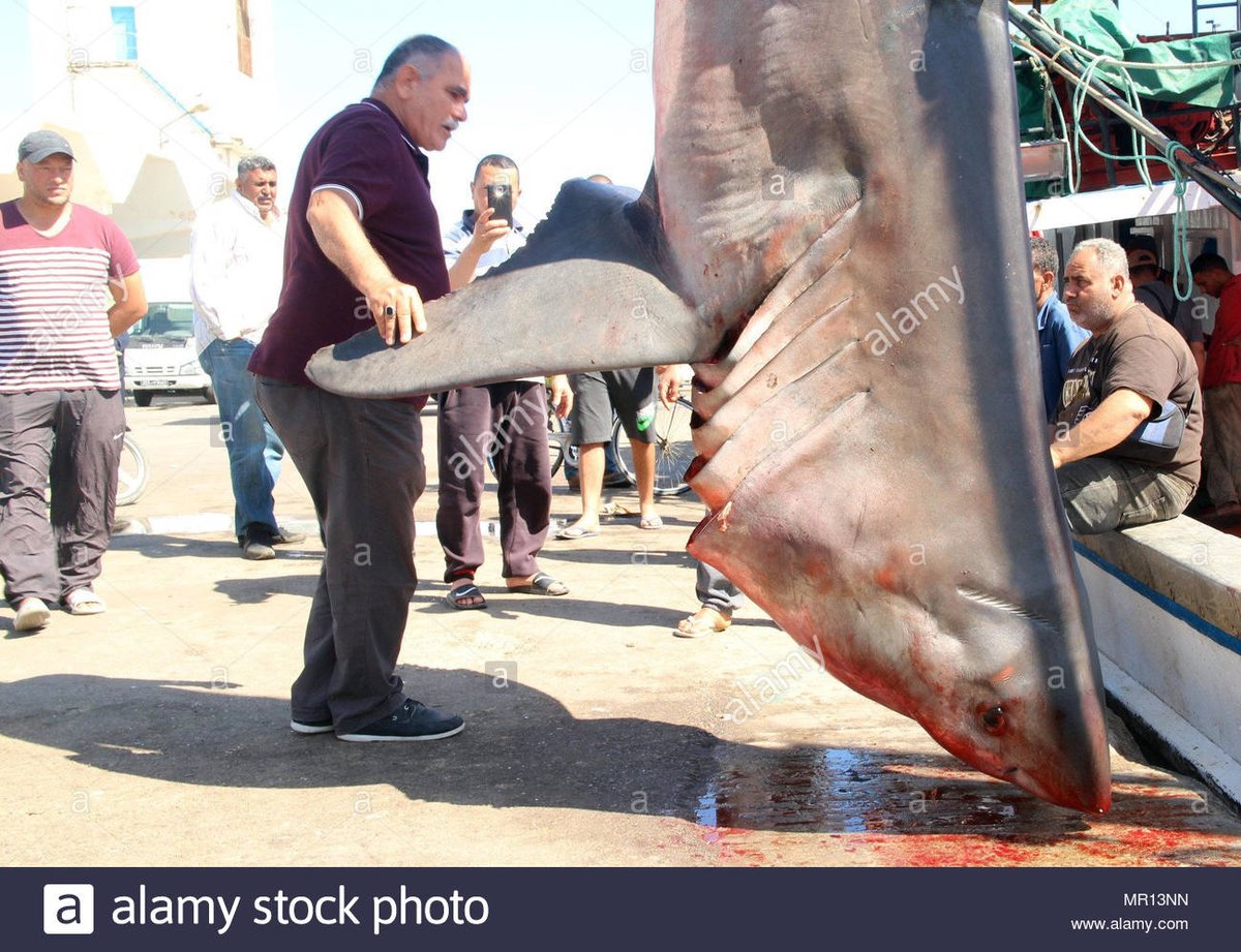 6) We have (very big) white sharksTunisians beaches are relatively safe to swim in & shark attacks are fairly unheard of but the straight of Sicily separating Tunisia & Italy is filled with white sharks!Tunisian fishermen caught the biggest white shark in the med ever caught!