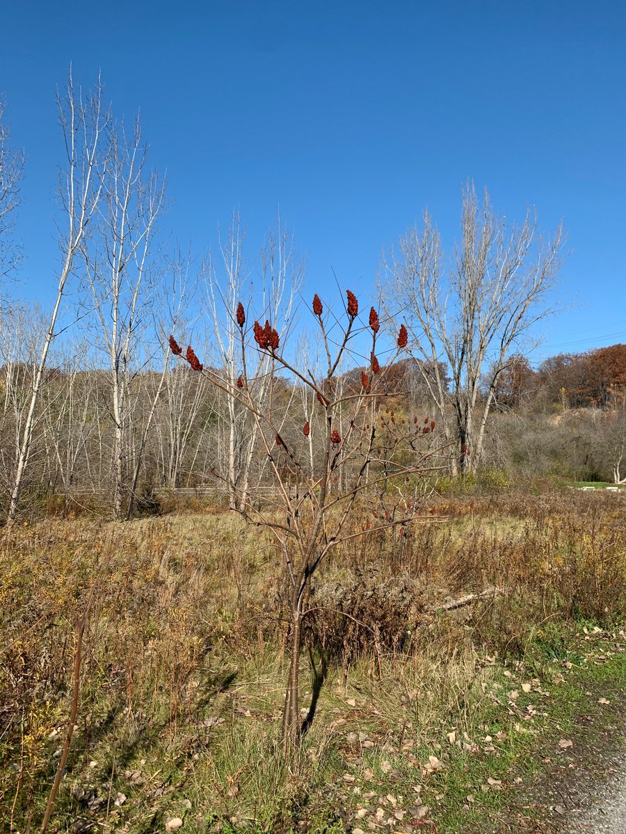 Crothers Woods Park in East York. You can get there via the East Don trail or park at the Loblaws at Redway Rd (off of Millwood) to get to a marked trailhead. We hiked the Sun Valley loop and Cottonwood flats today. Easy 2.5 km hike.