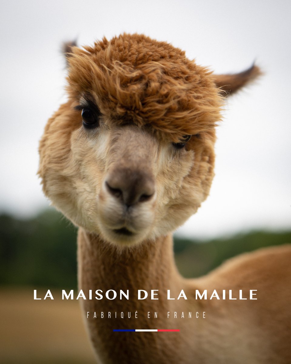 LaMaisonDLM's tweet photo. 10 choses que vous ne saviez pas sur les #alpagas et que vous devez absolument savoir pour votre prochain videocall avec vos amis :
https://t.co/8JJEDX9uzQ
#LaMaisondelaMaille #FabriquéenFrance #MarqueResponsable #ModeResponsable #PlaidEnLaine https://t.co/kb87sLOEYv