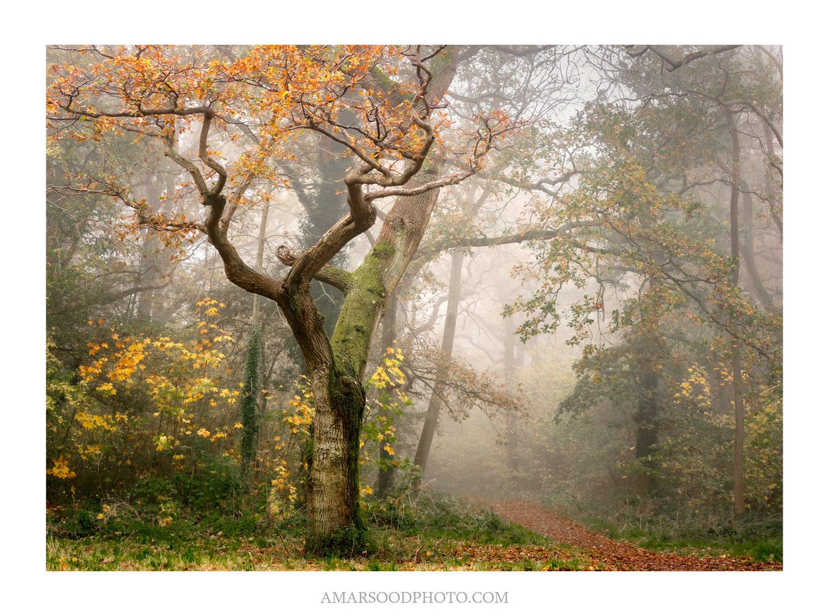 'Medusa'

One from a wander in the mist this morning at Linford Wood.

#ThePhotoHour #artistsontwitter