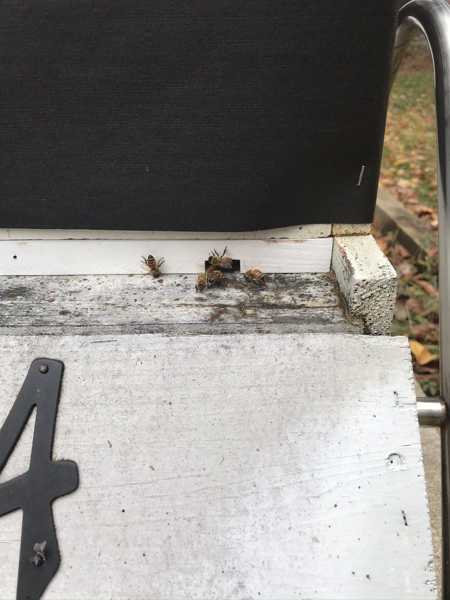 BugGuy5's tweet photo. Beekeeping is a challenging hobby. Honeybees are livestock requiring yearlong monitoring and management inputs. In the fall we wrap our hives, add mouse guards and moisture boards, and feed winter patties high in carbs and low in protein to increase overwintering survival rates. https://t.co/JBtUbNsewj