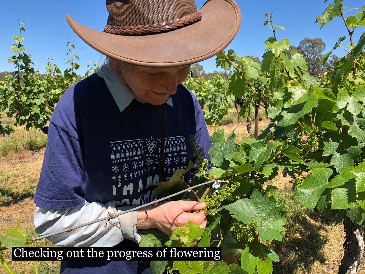 RockItLikeARedH's tweet photo. We have been blessed with a great start to the growing season, with above average rainfall and plenty of sunny days, and the vineyard is looking a treat!!
Things are busy in the winery too, with lots of tastings for bottling preparations. 
Super excited for the upcoming vintage!! https://t.co/aDELNYw14z