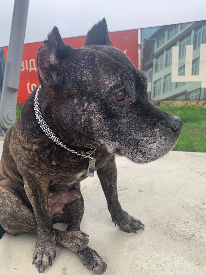 Tardigrrrada's tweet image. Друзья, срочно / Киев !!! Возле супермаркета Магамаркет / аутлета Мануфактура ( на повороте с трассы) под рекламным щитом сидит, дрожит эта собака. На задние лапы не встаёт, похоже что сбита машиной или больная. 
Код на ошейнике 068193