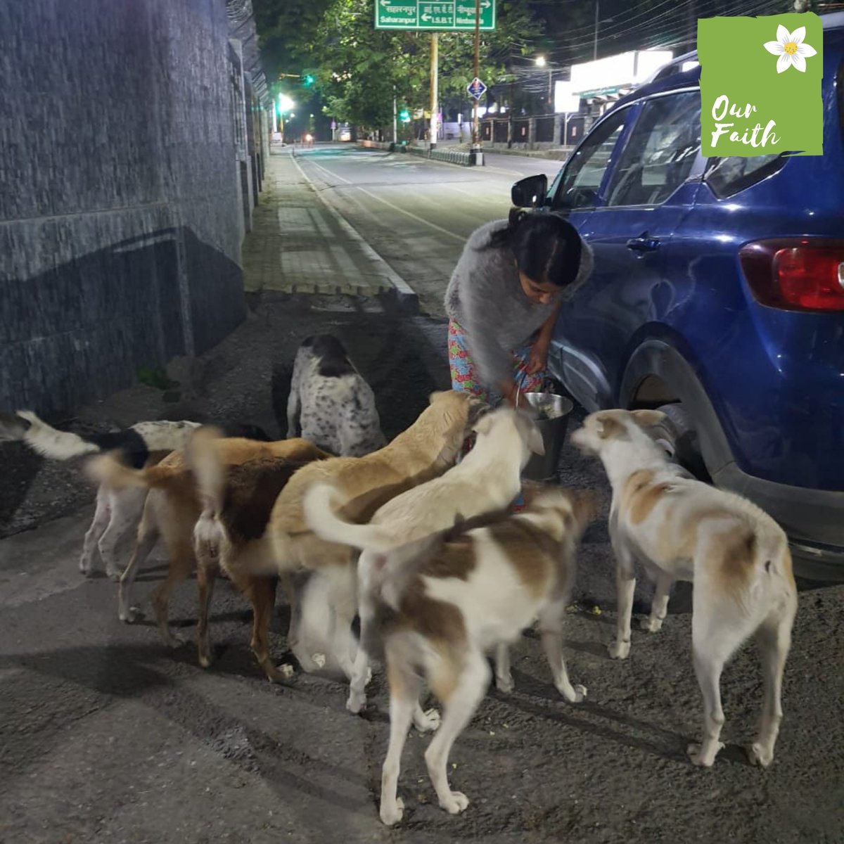 OurFaith7's tweet photo. "FEEDING UPDATE"
These drive's may not always be easy but they are definitely worth it.
#ourfaith #feedstrays #streetdogs #BeKindTowardsAnimals #dogfood #doglovers #savelives #peta #animalrescue #dogoftheday #Welfare #dogsoftwitter #adoptables #dehradun #Uttarakhand #RETWEEET https://t.co/0YARPvexLn