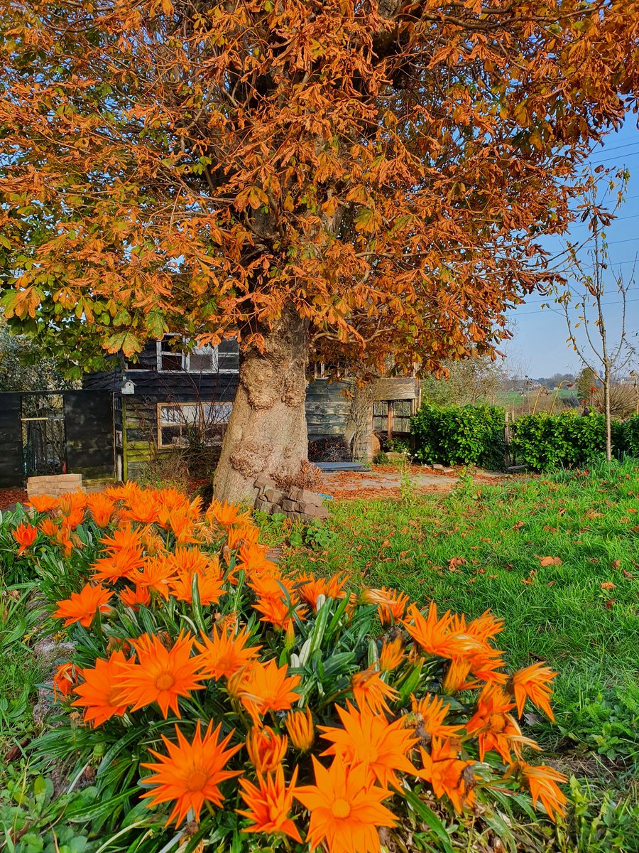 Herfst wat ben je mooi.