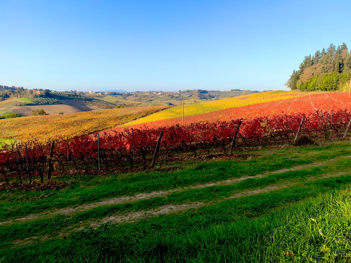 Angel_Devid's tweet photo. The lovely Tuscany countryside .. 

#hills #grapes #tuscany #igersitalia #igerstoscana #chianti #picoftheday #ColourPhoto #Autumn #italy https://t.co/DyqmNAkgPP