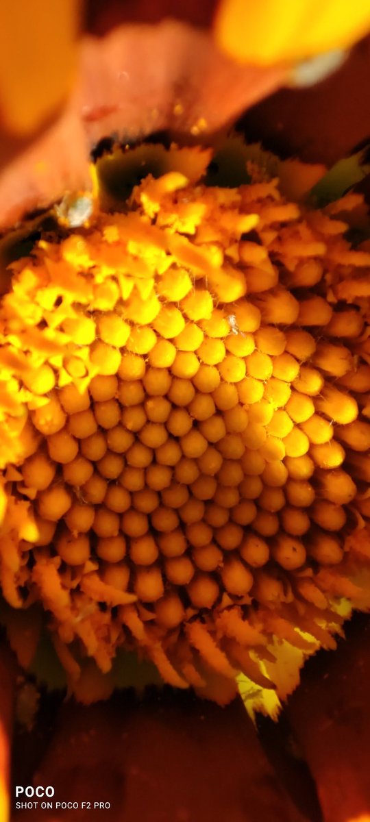 sonnychambers's tweet image. #makro #pocof2pro #Xiaomi