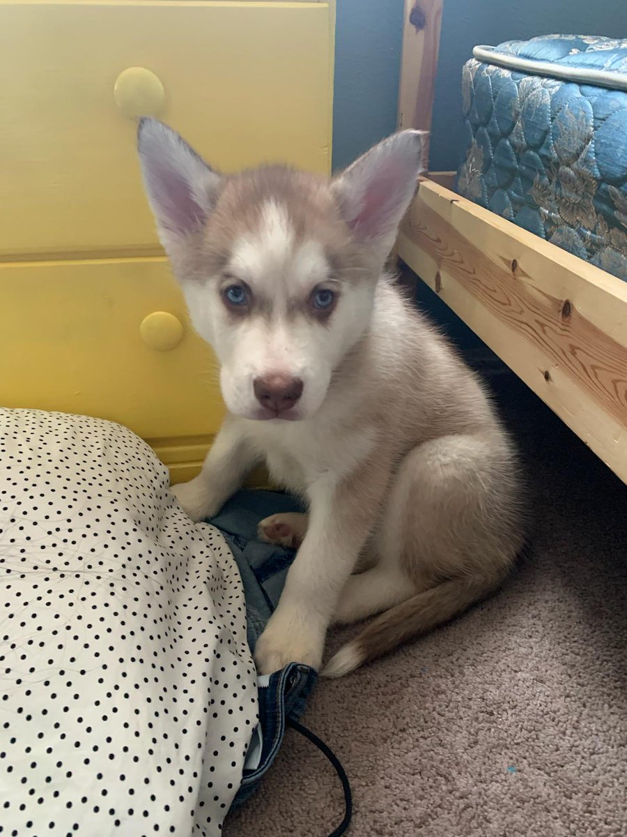 Im_An_Indigo's tweet photo. Incoming thread of every picture/video of Yeti I have in as close to chronological order as I can do. Here's the first, the first day here came to the house, before we officially got him. https://t.co/leMrtj87rf