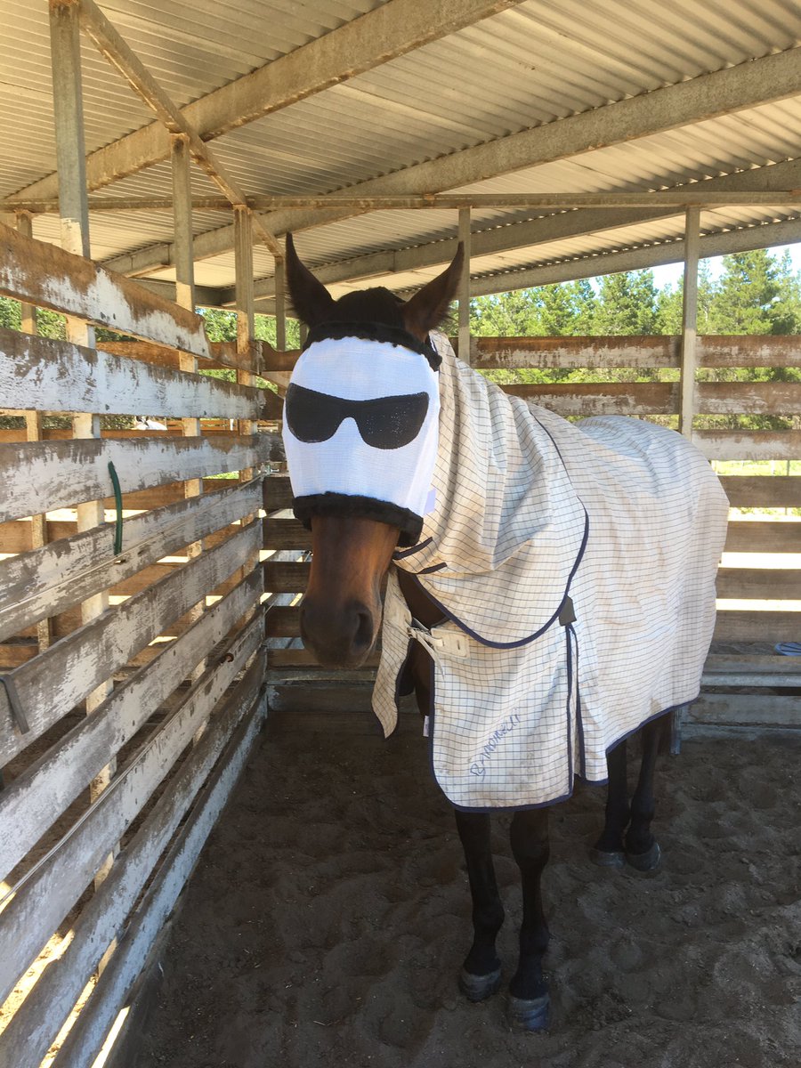Bandinelli rocking his new fly veil 😎<a href="/PeterJStaples/">Peter Staples</a> <a href="/CarrSiggy/">Siggy Carr Racing</a>