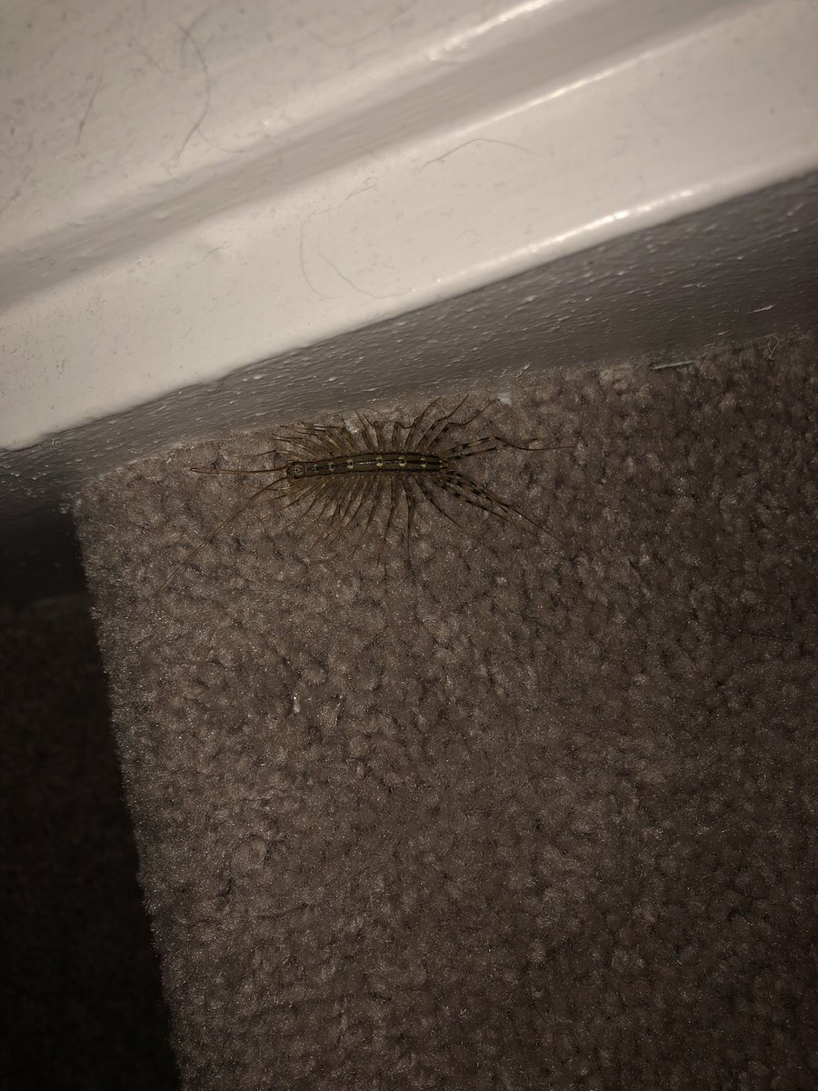 Kelly Mix tweet media