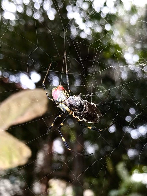 女郎蜘蛛のtwitterイラスト検索結果 古い順