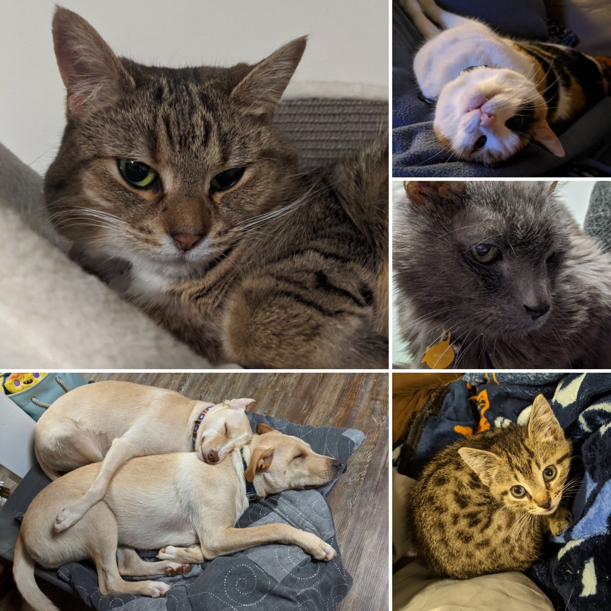 HEATHSHHH's tweet photo. One of the only good things about 2020 is we doubled our number of pets.

#pets #CatsOfTwitter #dogsoftwitter #2020worstyear https://t.co/7NnpOdyQ8y