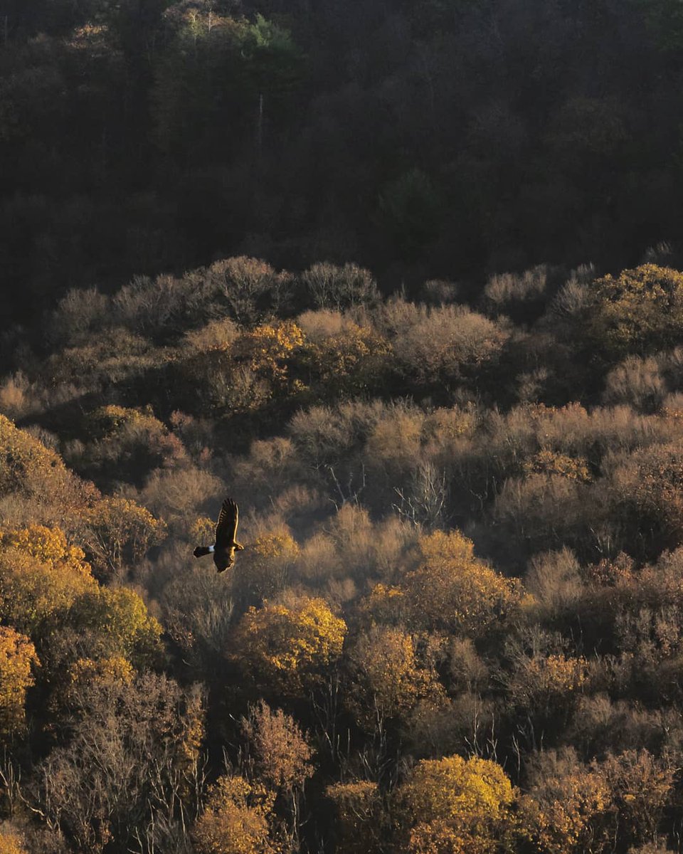 dean_1130's tweet photo. Spotted a Northern Harrier while hiking yesterday. The Pinnacle on the Appalachian Trail near Hamburg,PA.

#at #appalachiantrail #hamburgpa #thepinnacle #northernharrier #hawk #birdofprey #harrier #pennsylvaniaisbeautiful #migration #fall #foliage #birdsofprey #birdsofinstagram https://t.co/JLo58bCHl4