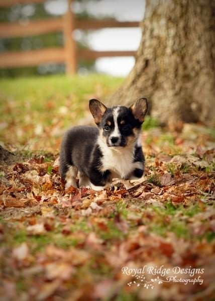 1RoyalRidge's tweet photo. Love fall fun photos of my Corgi babies! 💕🐾

#CorgiCrew #Corgi #gamingfamily #gamingpets #gamerchick #photography #corgiphotos #fortnitechick #Fortnite https://t.co/e9GNn5EFFm