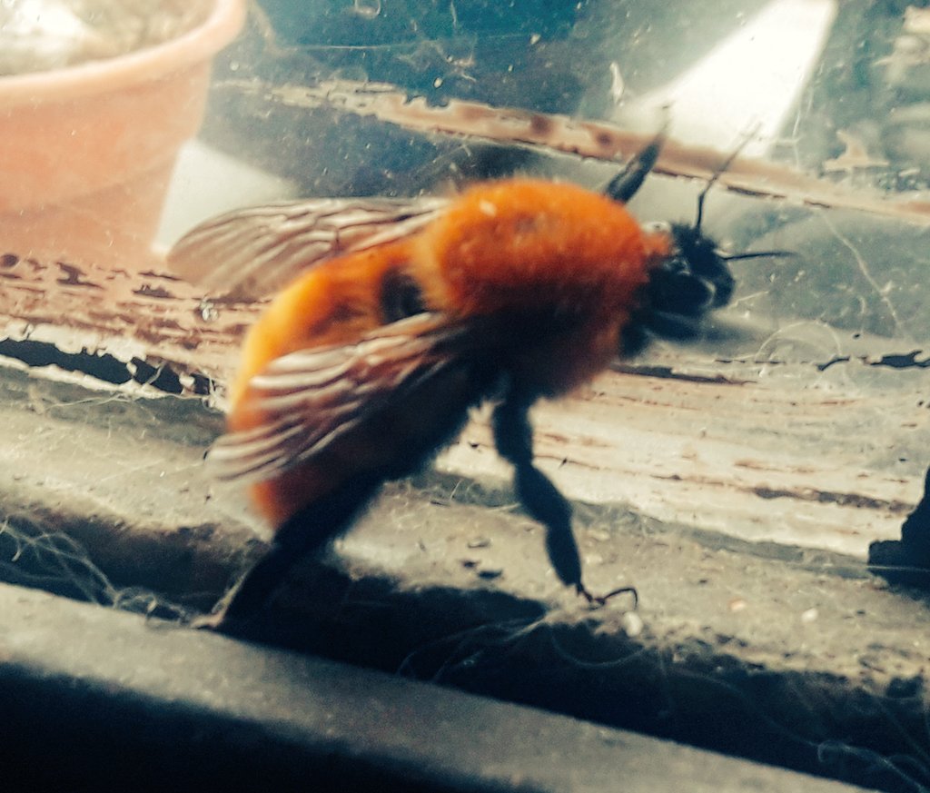 ezattara's tweet photo. It is late fall in the North, and most bumblee bee queens have gone into hibernation. Meanwhile, South of the equator, the world's largest queens are waking up and looking for a place to nest.
The first one I see this season flew inside our flat
#WorldBeesWeekend
@EcoPol_Arg https://t.co/4cUEC8cGYP