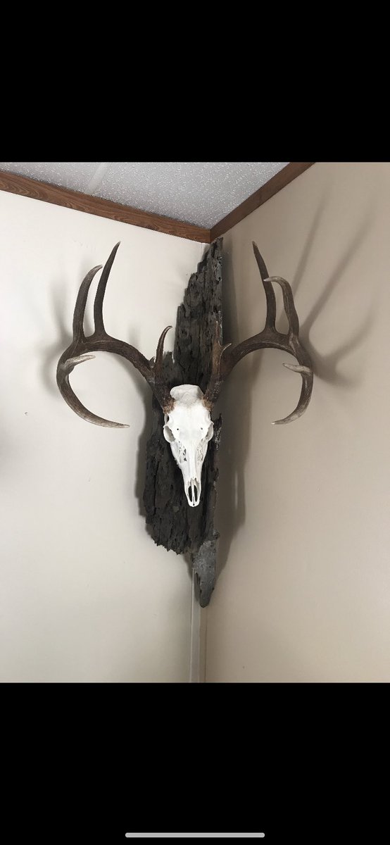 dsmith1199's tweet photo. For everyone that hunted opening weekend I’m accepting orders NOW!! #BackCountryEuropeanMounts https://t.co/xLU3BVJWff