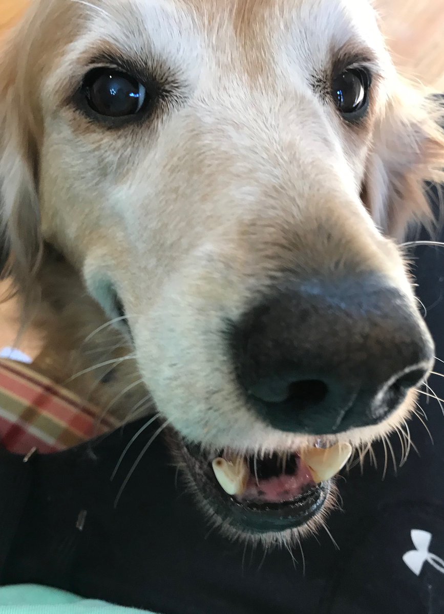 dogfather's tweet photo. Sizzle after being told a fellow rescue dog will be living in the White House https://t.co/xM2F3IYAf6